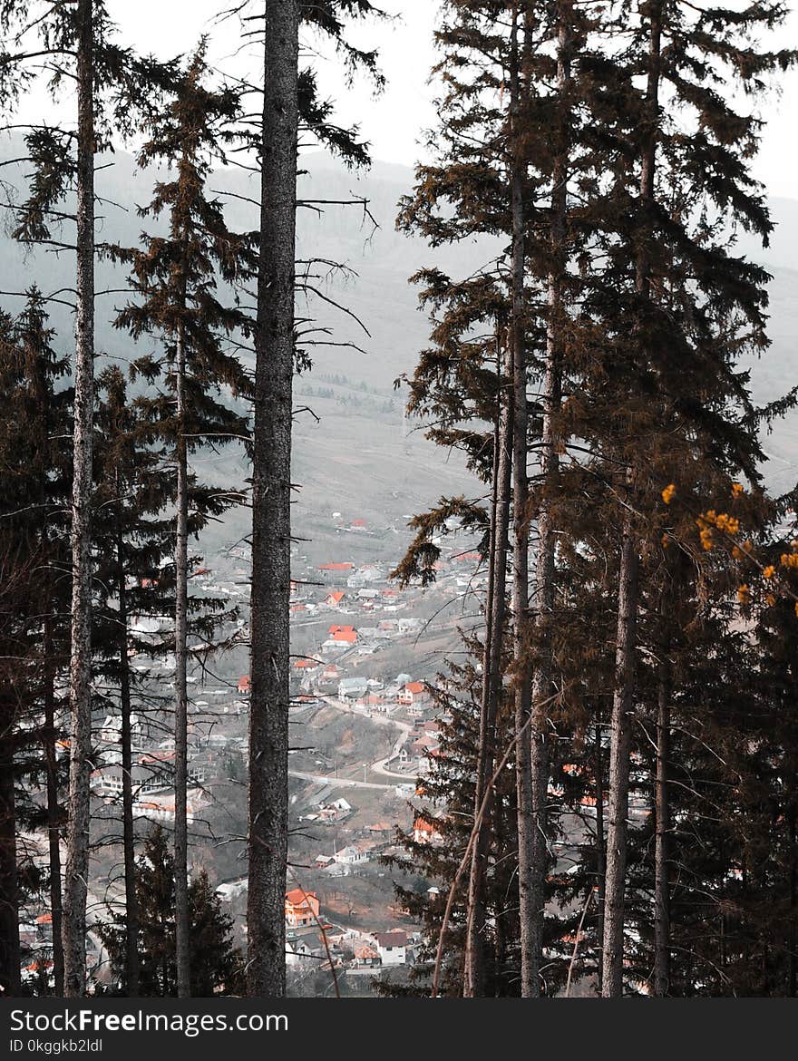 Green Leafed Trees