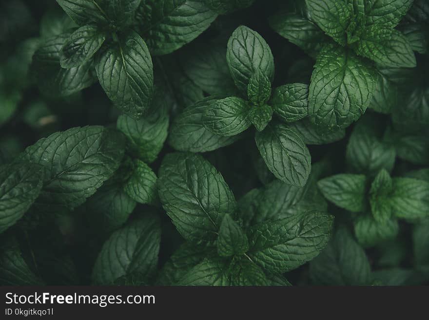 Green mint leaves pattern layout design. Ecology natural creative concept. Top view nature background with spearmint herbs. Green mint leaves pattern layout design. Ecology natural creative concept. Top view nature background with spearmint herbs.