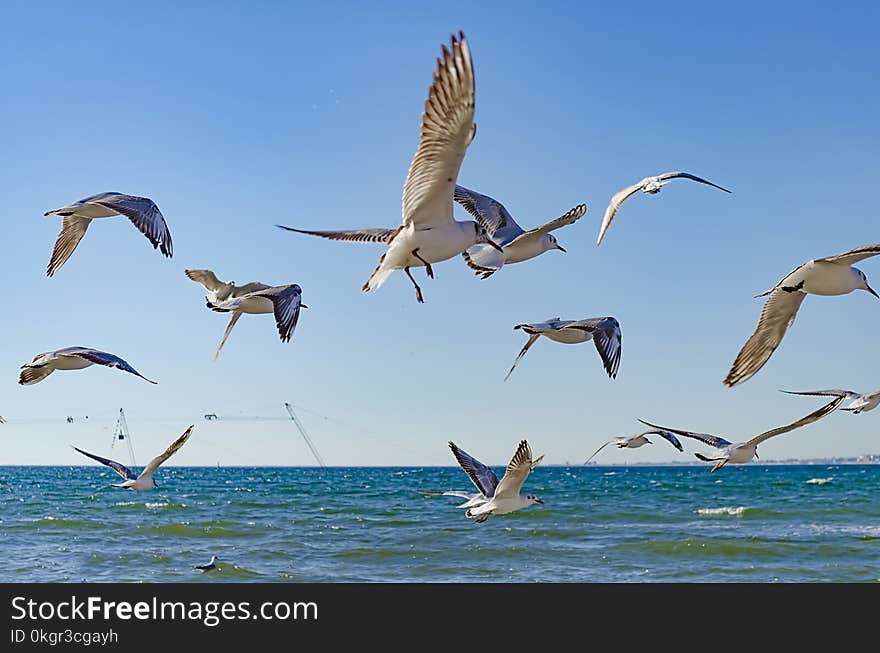 Seagulls fly over the Black sea against the blue sky. Seagulls fly over the Black sea against the blue sky.
