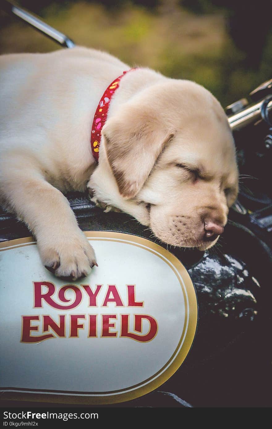 Yellow Labrador Retriever Puppy on Black and White Motorcycle