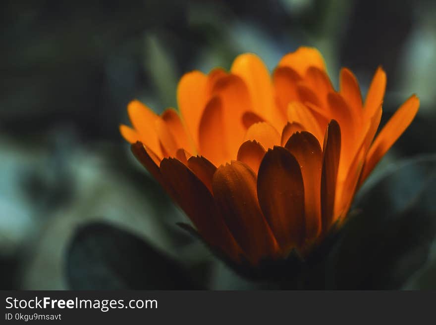 Close-Up Photography of Orange Flower