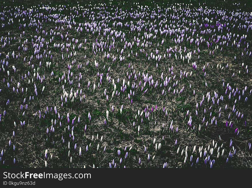 Photography of White And Purple Flowers