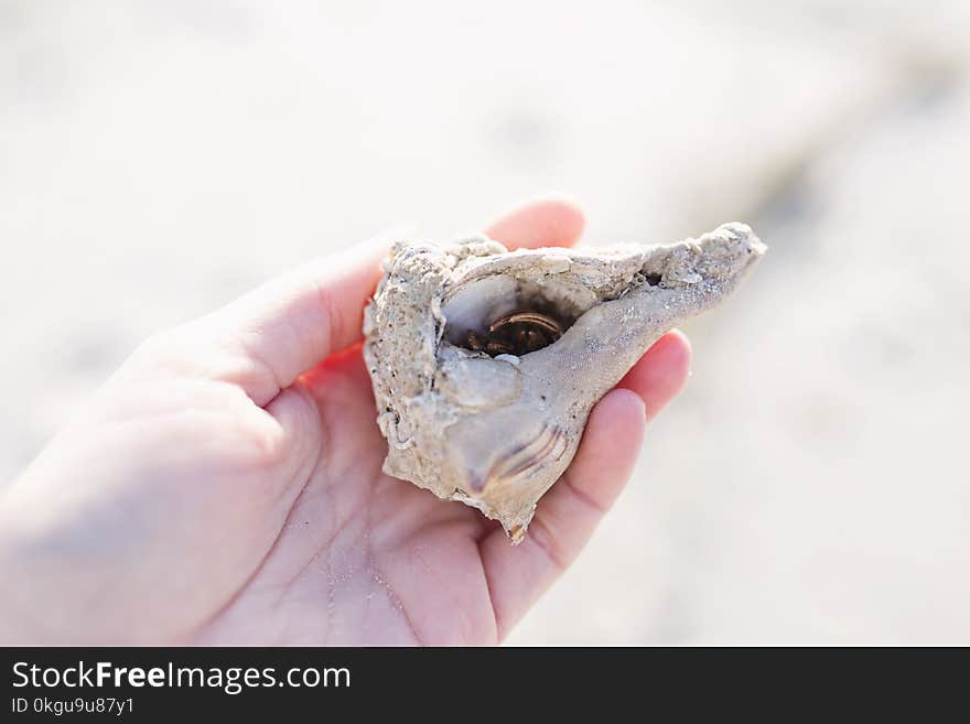 Close-Up Photography of a Person Holding Shell