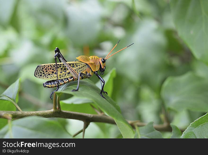 Grasshopper on Leaf