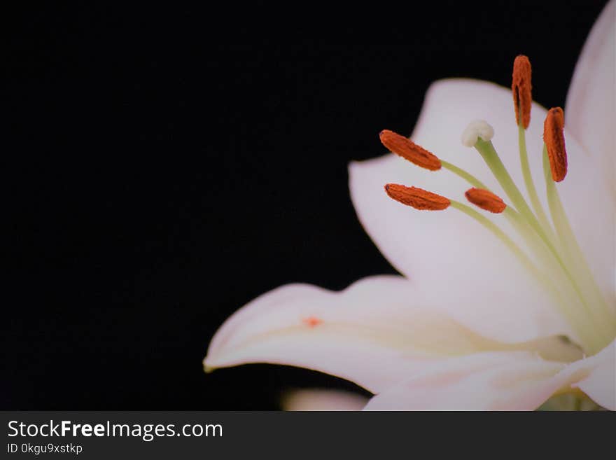 White Lily Flower