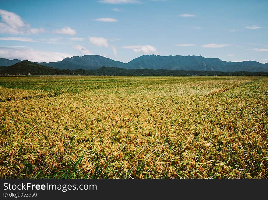 Green Grass Field at Daytime