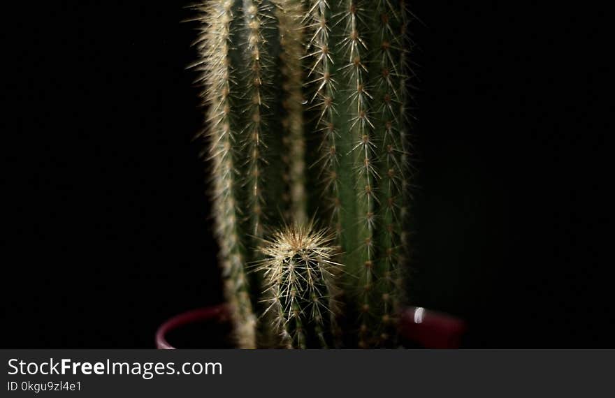 Green Castle Fairy Cactus With Black Background