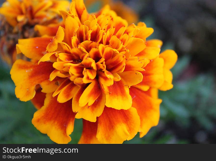 Close-Up Photography of Marigold Flower