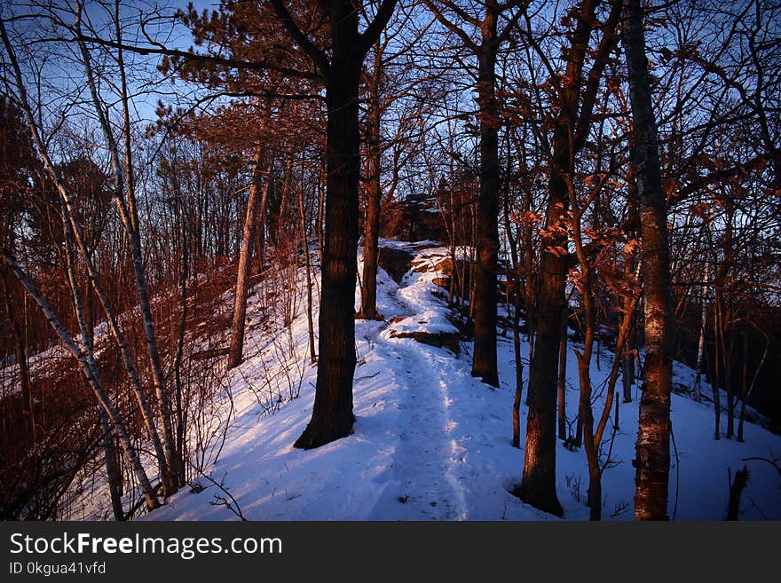 Bare Trees Under Blue Sky