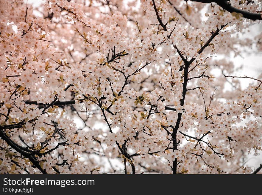 Photography of Cherry Blossom