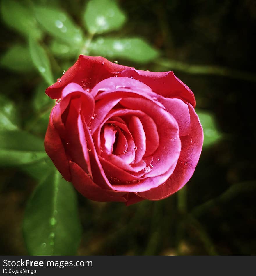 Macro Shot Red Rose