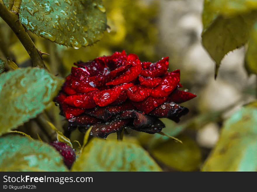 Close-Up Photography of Red Rose