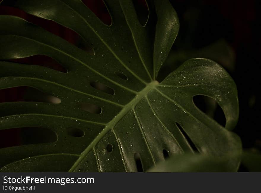 Closeup Photography of Green Heart Cut Leaf