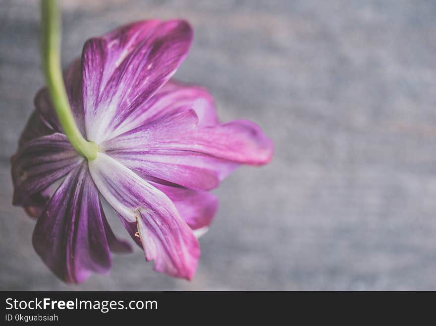 Selective Focus Photography of Purple Petaled Flowers