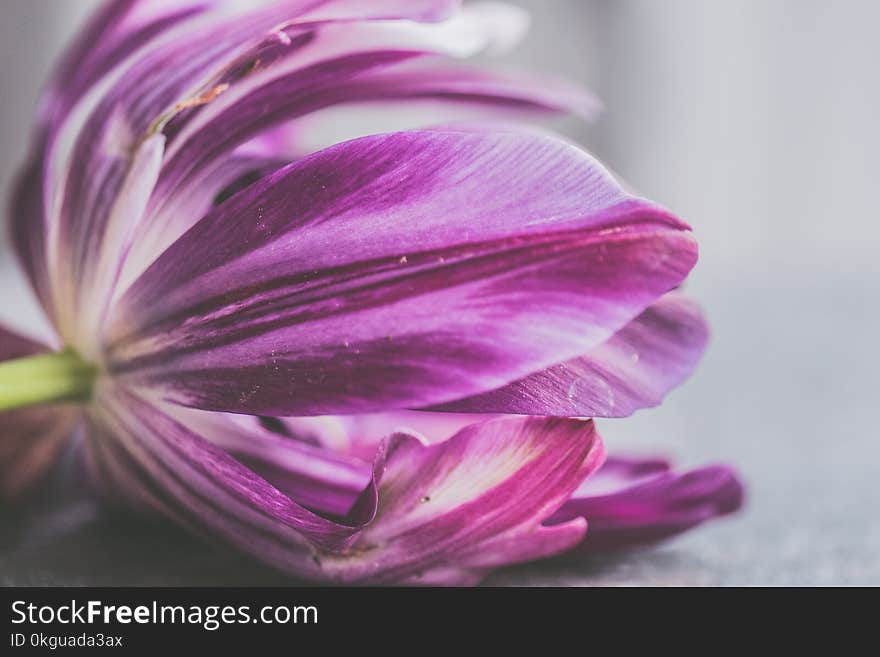 Tilt Shift Photo of Purple Flower