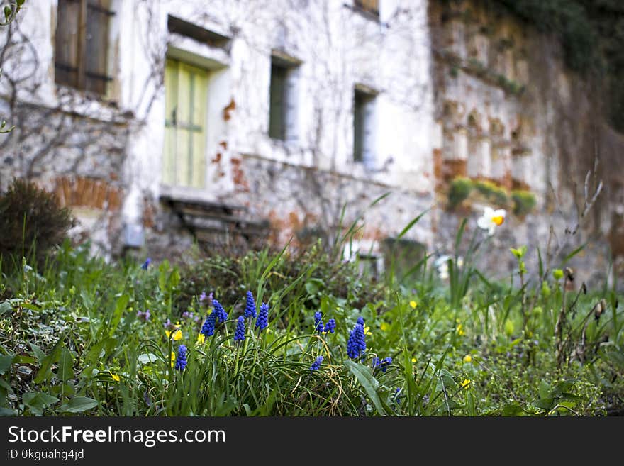 Selective Focus Photography of Blue Petaled Flowers