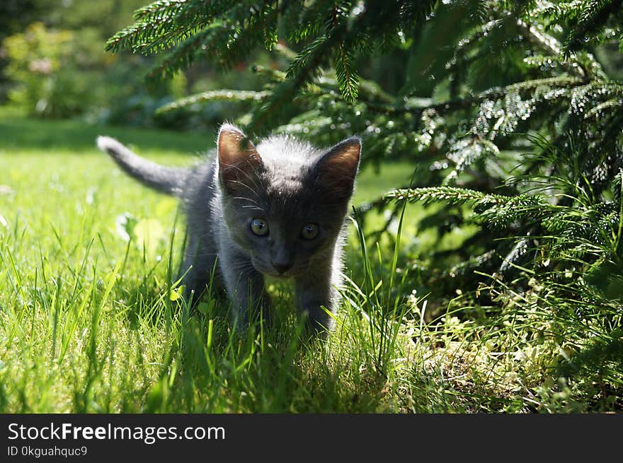 Short-fur Short Kitten