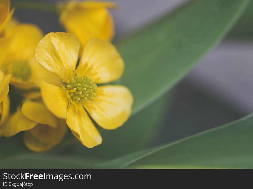 Selective Focus Photo of Yellow Flower