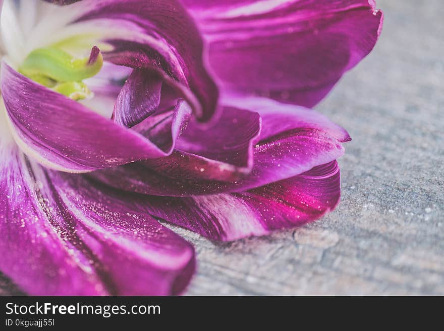 Purple and White Tulip Flower in Closeup Photo