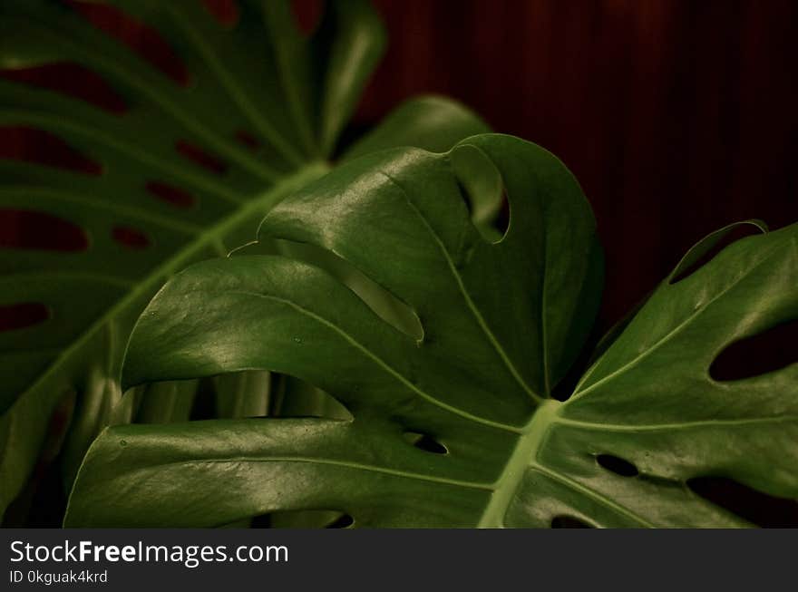 Close-UP Photography of Leaves