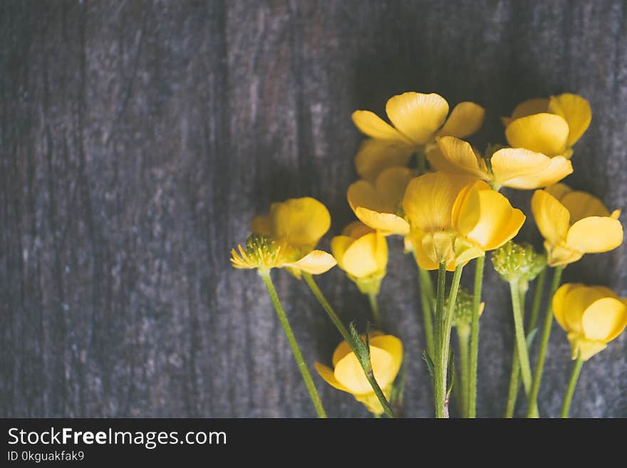 Yellow Buttercup Flowers on Grey Surface