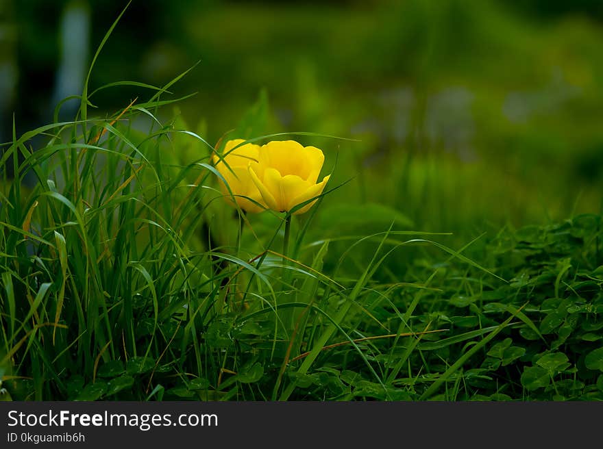 Yellow Flowering Green Plants