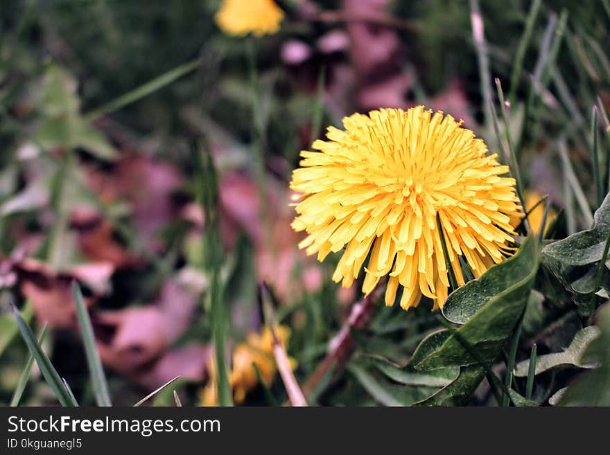 Yellow Clustered Petal Flower