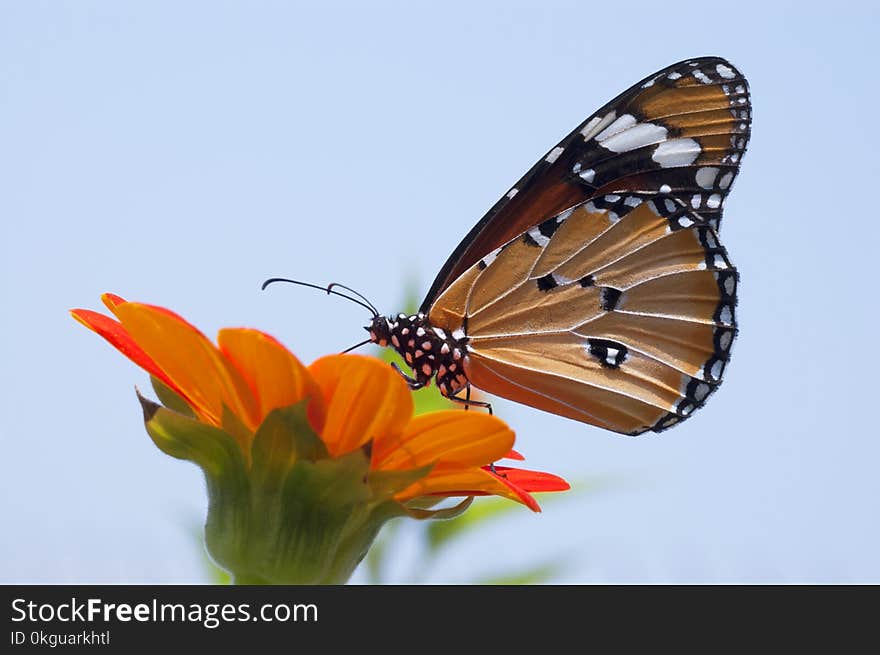 Close Up Photo of Monarch Butterfly on Top of Flower