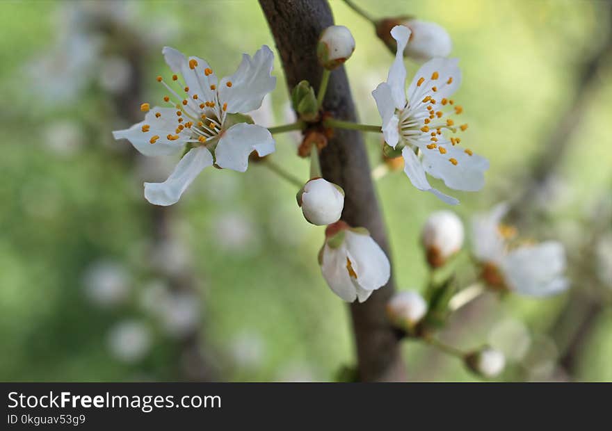 White Petaled Flowers