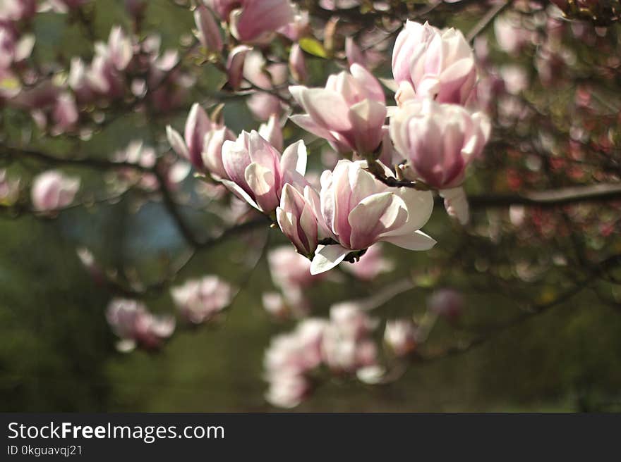 Shallow Focus Photography of Pink Flowers