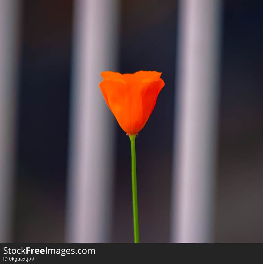 Orange Petaled Flower