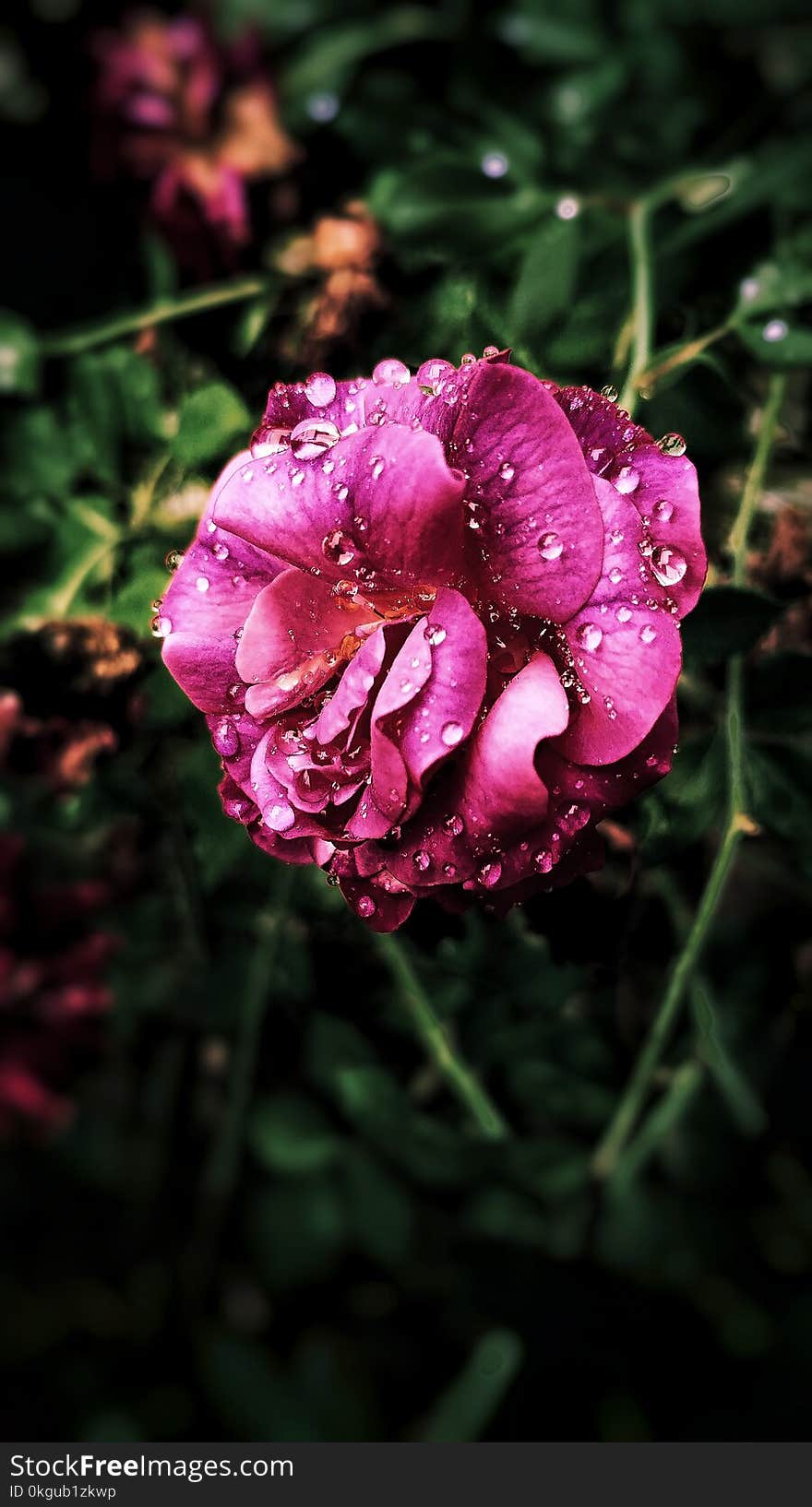 Pink Petaled Flower in Close-up Photography