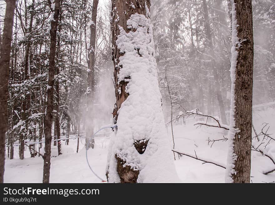 Trees Covered With Snows at Daytime