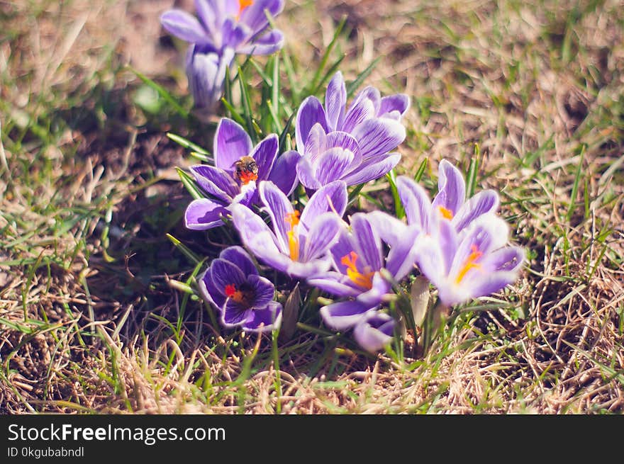 Close-up Photo of Purple Saffron Crocus