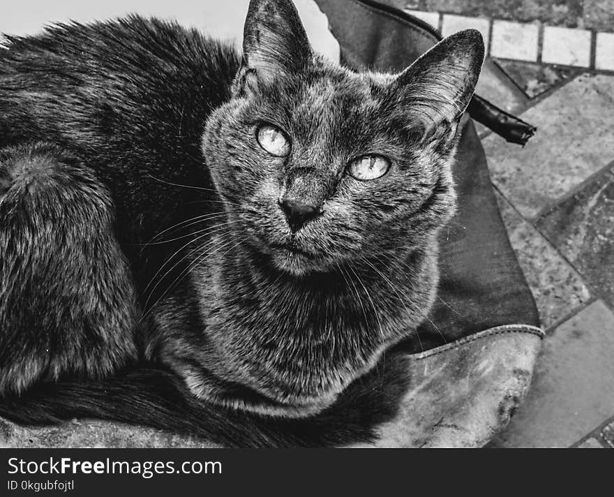 Grayscale Photography of Cat