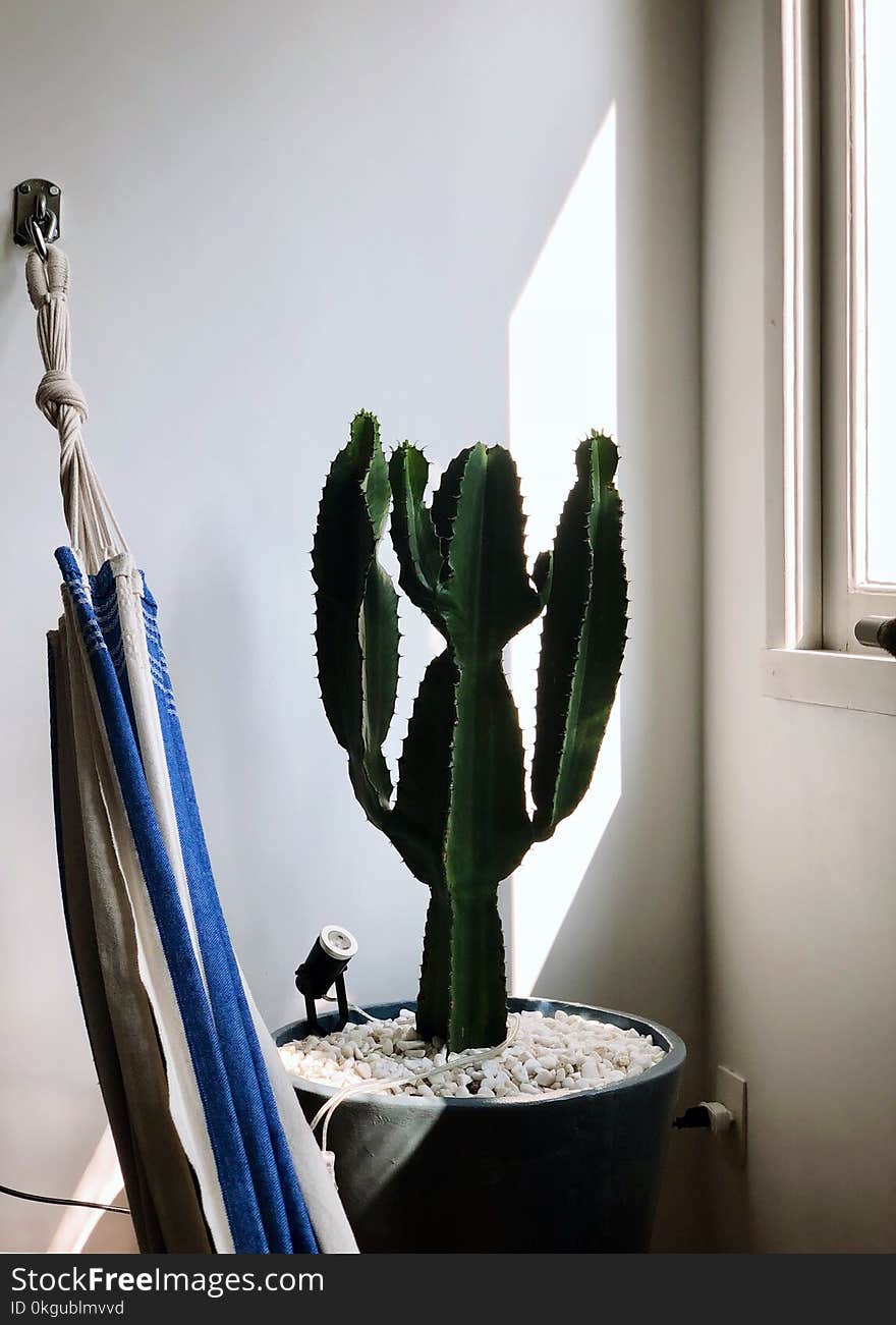 Green Cactus Plant Near Window