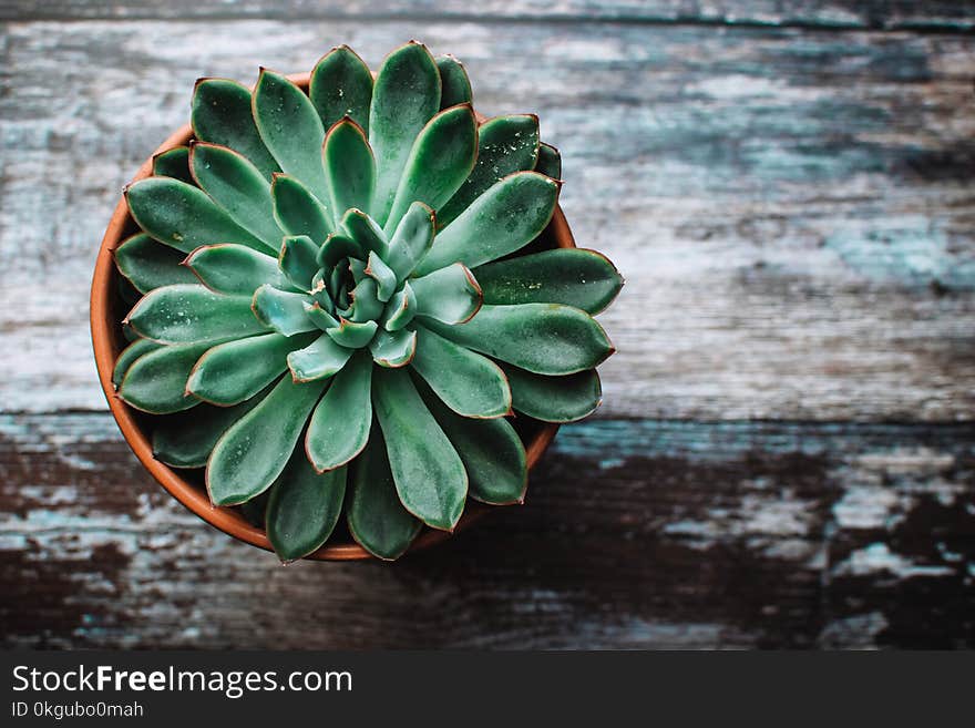 Green Orchid Plant in Pot