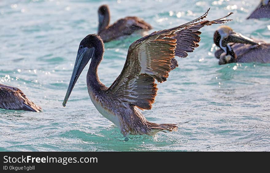 Pelicans flying over the sea in Miami, fishing in the shore at surf-shore while hunting for food.