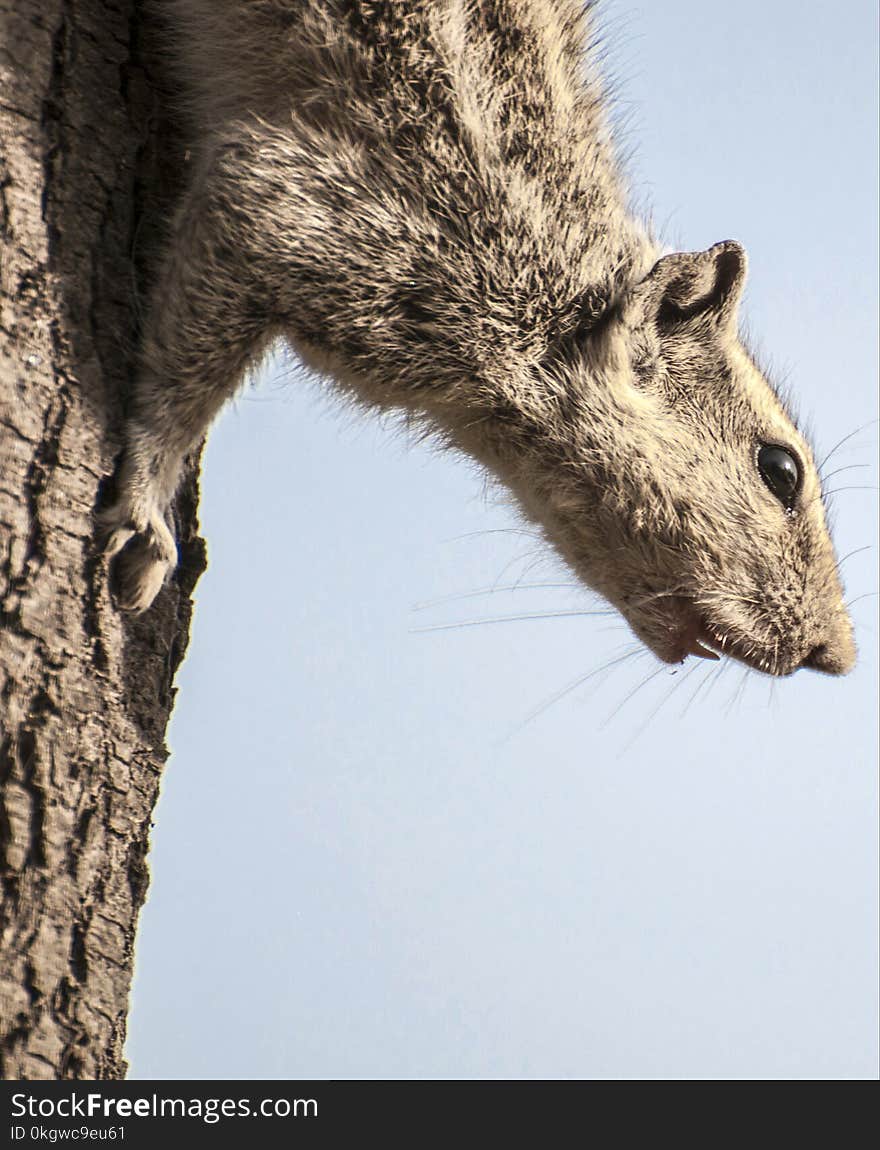 A squirrel is crying on the tree trunk. A squirrel is crying on the tree trunk