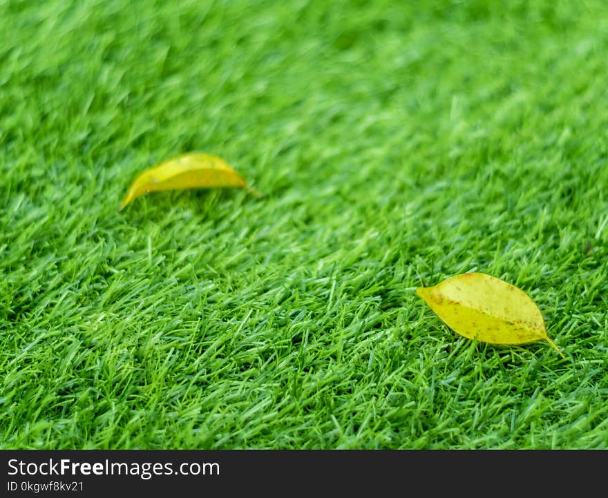Texture of plastic artificial grass and the fall leaves by shallow depth of field. Texture of plastic artificial grass and the fall leaves by shallow depth of field