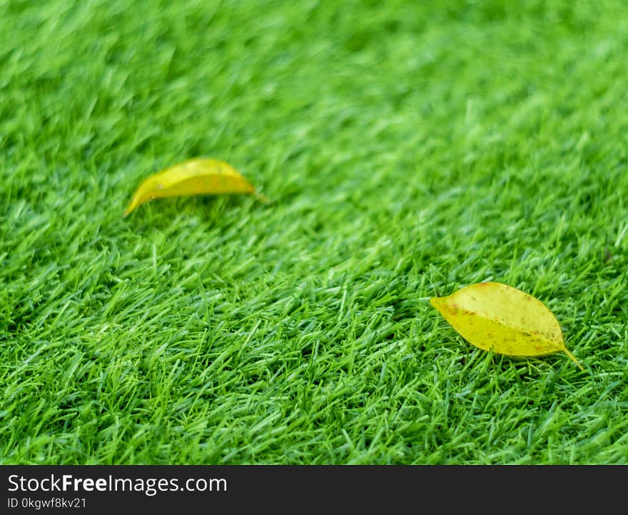 Yellow fall leaf on the artificial grass by shallow depth of fie