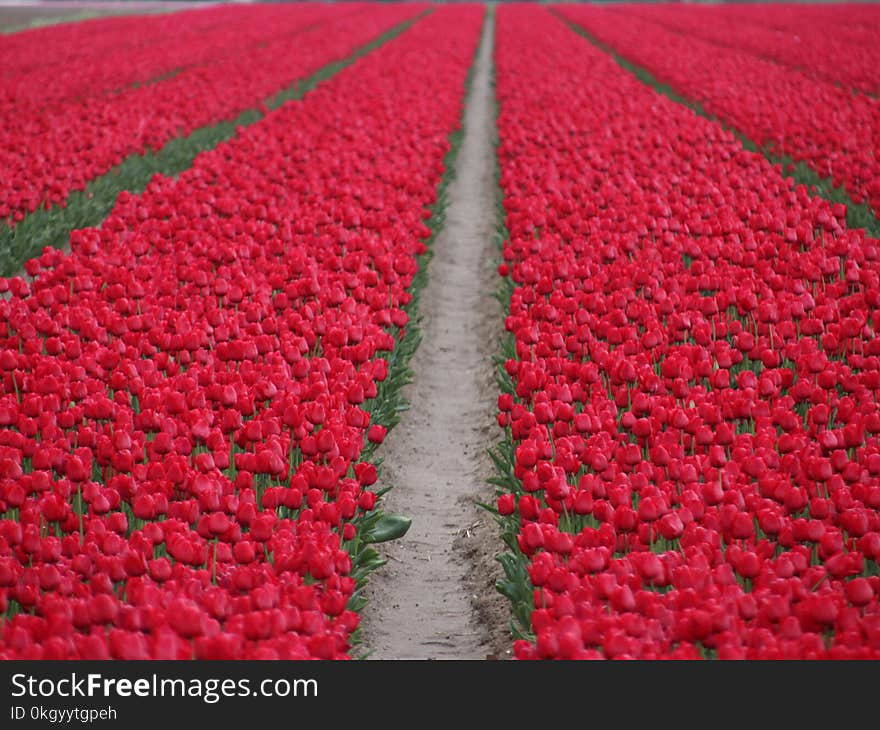 Fields of red tulips in a row on the island Goeree Overflakkee during springtime in the Netherlands