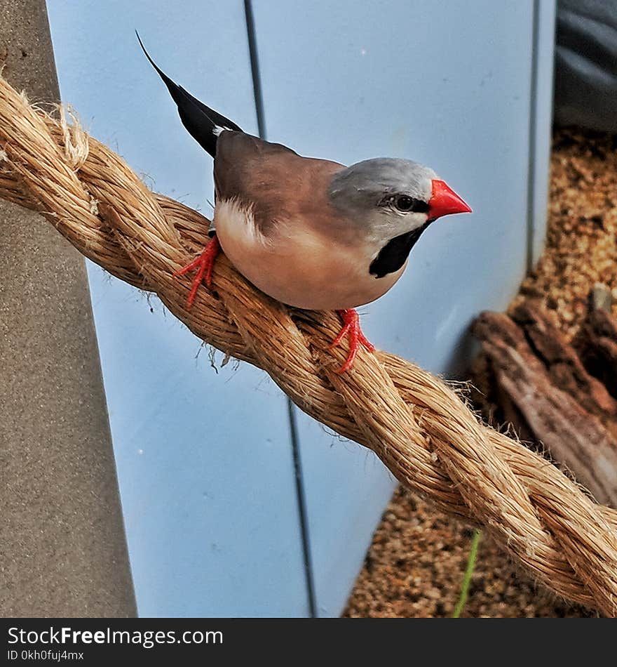 Long-tailed Finch Poephila acuticauda perched on a rope. Birds found in Australia