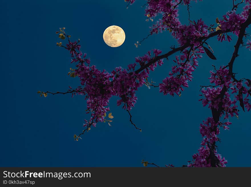 Purple flowers illuminated by the moonlight during the spring. Purple flowers illuminated by the moonlight during the spring