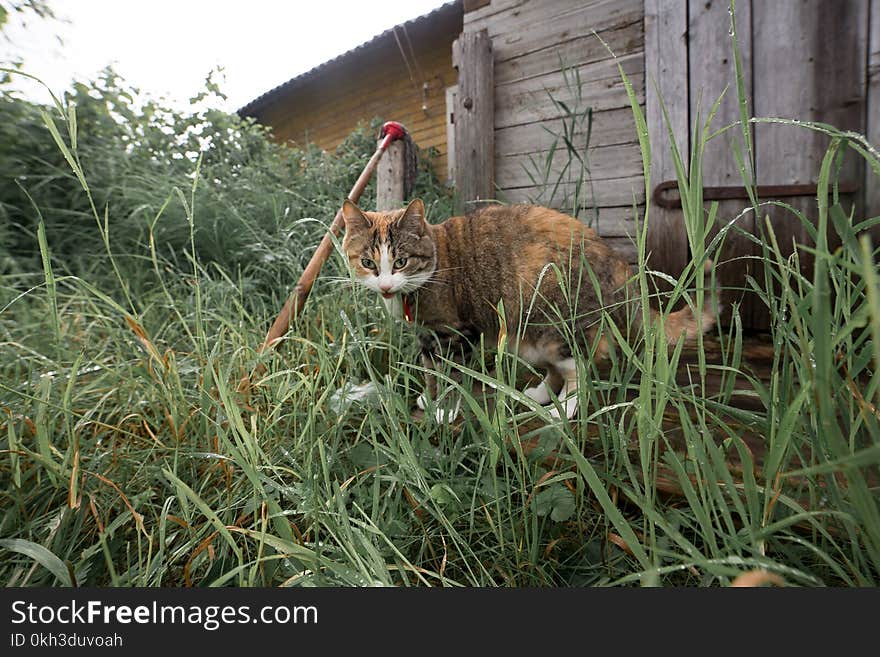 Funny Redhead Cat In Cozy Summer Village Environment