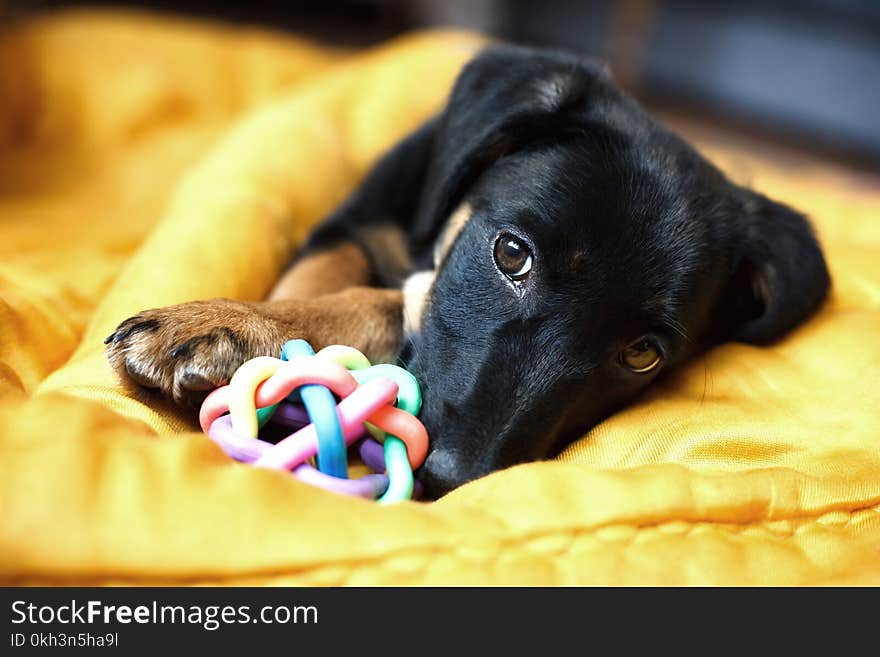 Portrait of a lonely dog -dog-pet-animals-puppy- lonely