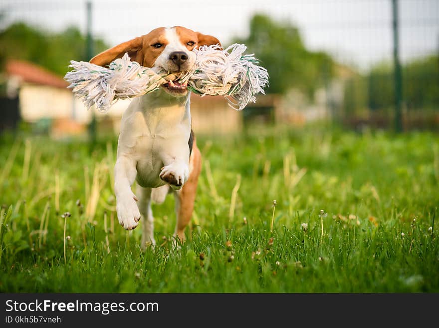 Beagle dog jumping and running with a toy outdoors towards the camera. Beagle dog jumping and running with a toy outdoors towards the camera