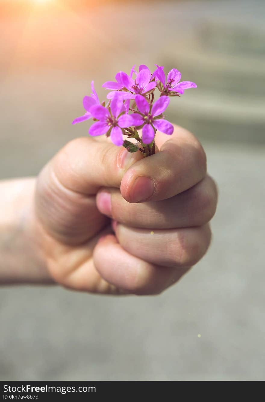 Hand gives a wild flower with love on the blured background. Hand gives a wild flower with love on the blured background.