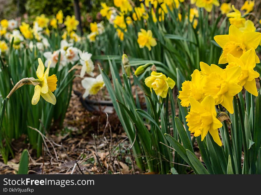 Field of Yellow Daffodils