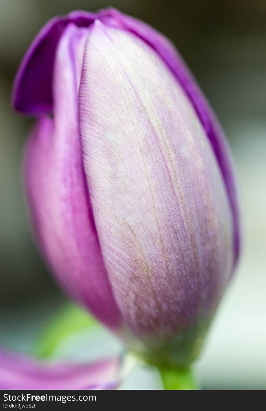 Selective Focus Photography of Purple Petaled Flower